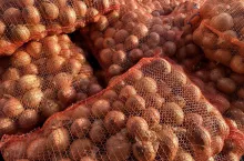 Cebula