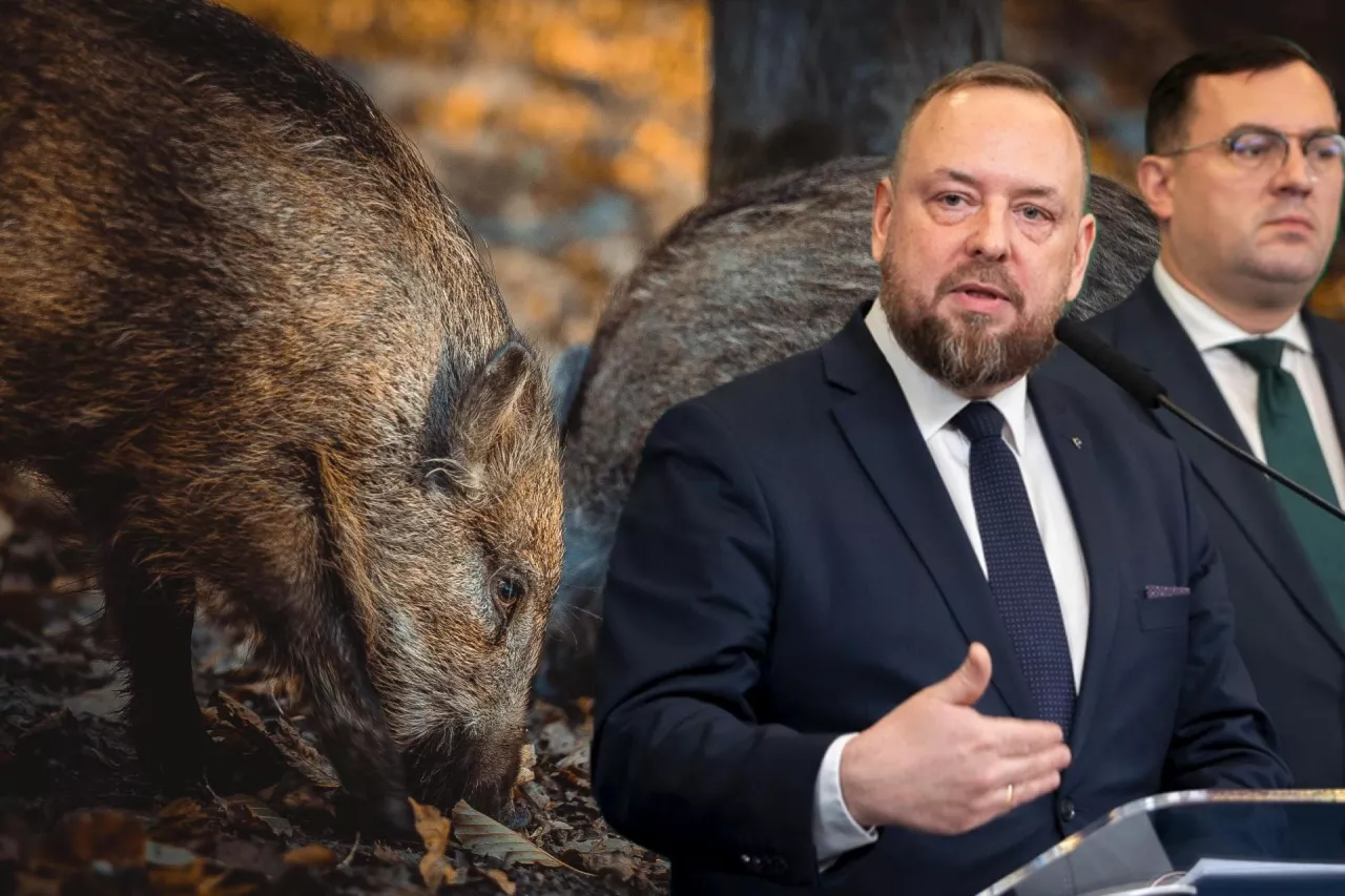 dziki, dzik, ASF, Paweł Meyer, Stefan Krajewski