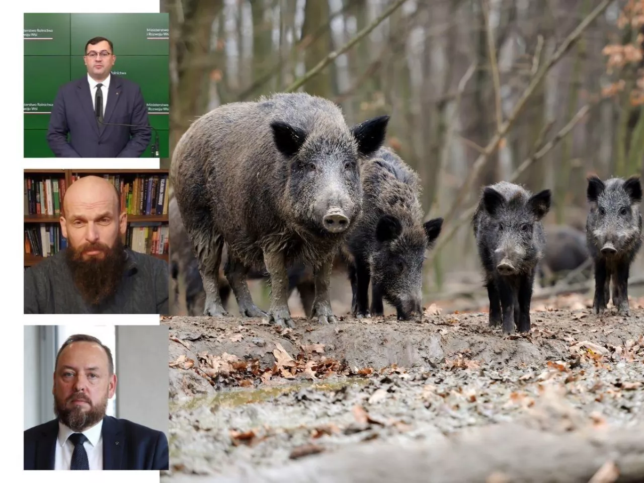 Dziki z ASF