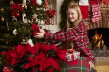 Poinsecje wnoszą niepowtarzalny, świąteczny klimat do pomieszczeń
