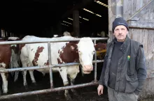 Pan Czesław postawił na krowy rasy montbeliarde, gdyż są wytrzymałe i dobrze znoszą górskie warunki