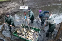 Odłów karpia w Gospodarstwie Rybackim Przyborów w Przyborowie k. Brzeska w Małopolsce