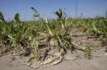 Najwięcej polis ubezpieczeniowych dotyczy ryzyka gradu, chodzi o spełnienie obowiązku minimum. 