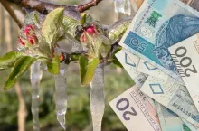 przymrozki wiosenne, banknoty 