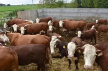 Bydło utrzymywane jest na głębokiej ściółce, rocznie rolnicy zużywają 500 balotów słomy, dlatego część muszą dokupić. Obornik wzbogaca dość lekkie gleby