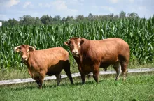 Buhaj kryjący, zakupiony we Francji, zw towarzystwie jednej z krów