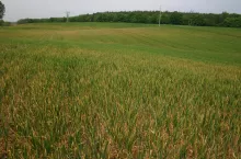 Rolnicy potrzebują jednak nie tylko sprawnego systemu szacowania strat, ale także powszechnego taniego systemu ubezpieczeń