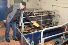 reportaż rasa puławska łukasz niedziela dokarmianie prosiąt