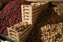 Cebula, import cebuli, magazyn cebula