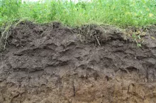 gleba, profil glebowy