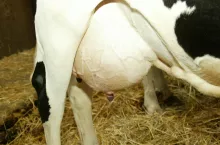 wypełnione mlekiem wymię krowy