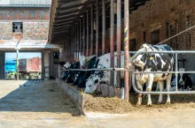 Użyczenie magazynu i maszyny z majątku grupy producentów mleka — jak rozliczyć VAT i PIT?