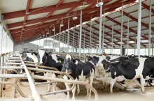 Nowoczesna obora wolnostanowiskowa z krowami mlecznymi