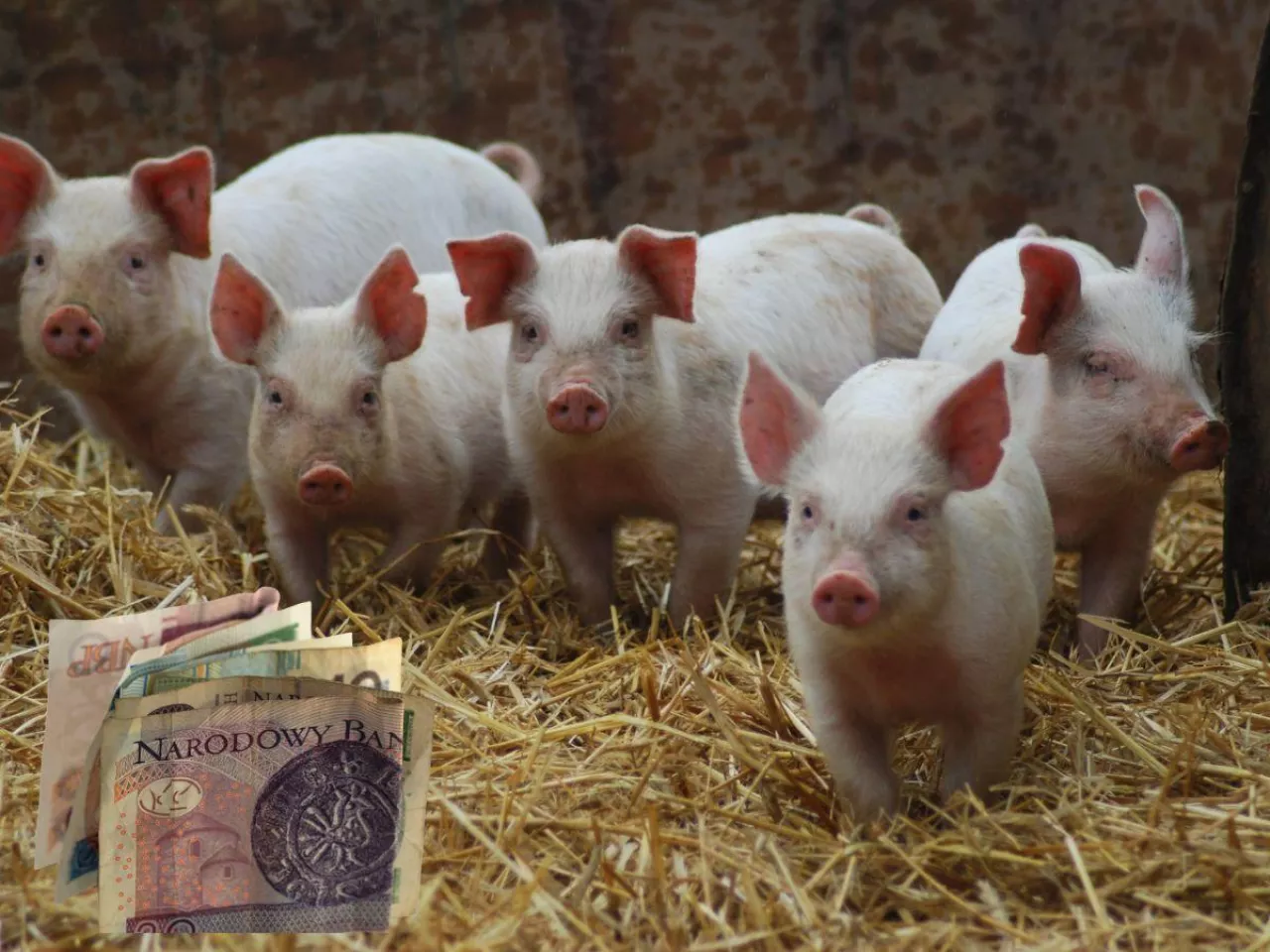 Jakie ceny prosiąt w połowie czerwca? [SONDA]
