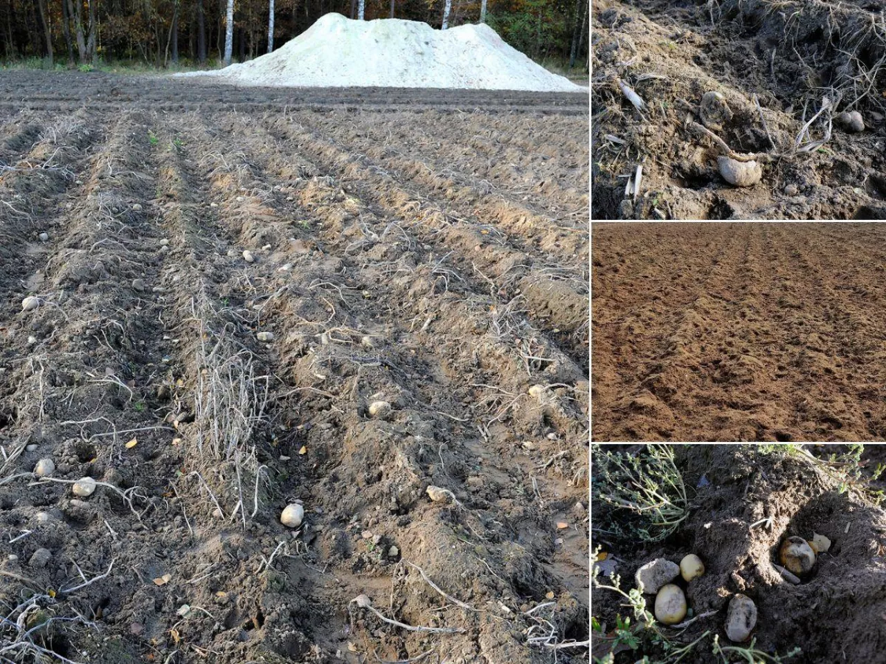 Zniszczone uprawy ziemniaka w Witrogoszczy Kolonii - zdjęcie z połowy października 2025, Zniszczone uprawy ziemniaka w Witrogoszczy Kolonii - zdjęcie z grudnia 2025, po likwidacji stratowanej uprawy