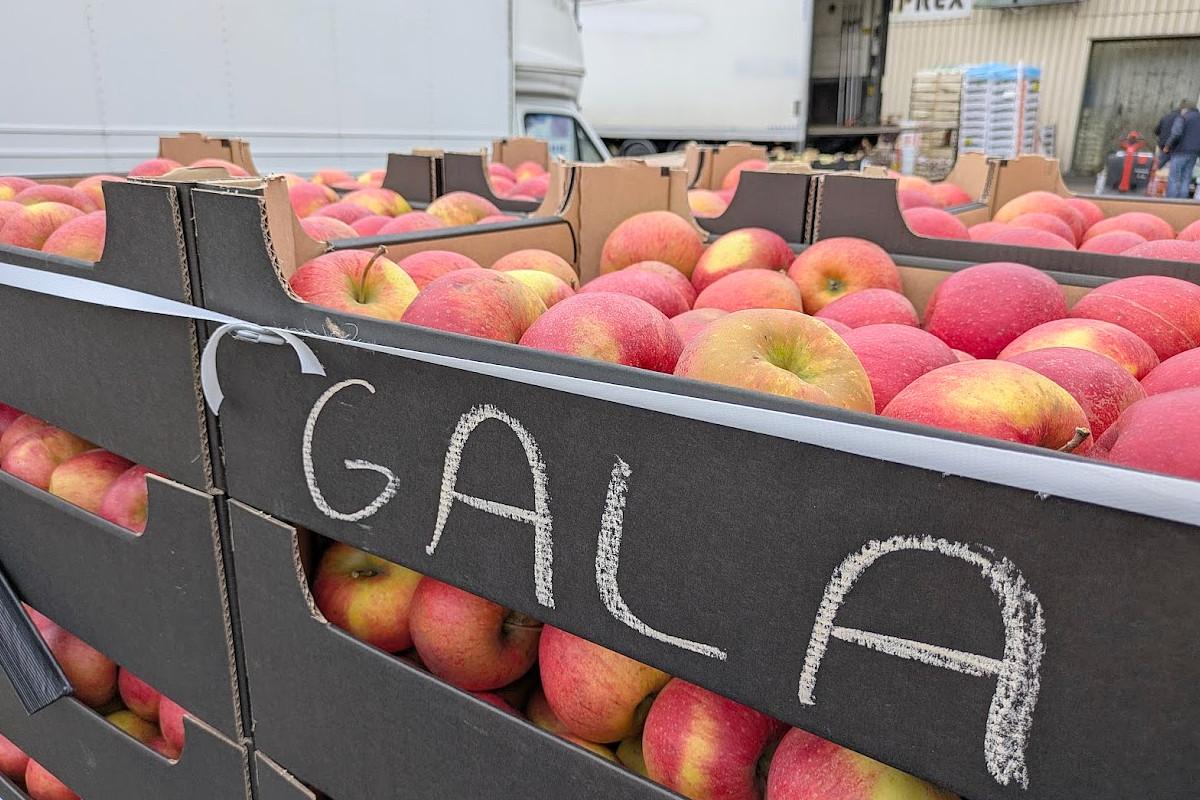 Podaż jabłek na niemieckich rynkach hurtowych według kraju pochodzenia.