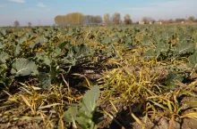 Chwasty jednoliścienne w rzepaku to przeważnie samosiewy zbóż. Potrafią być one bardzo inwazyjne, szczególnie jęczmień, który szybko potrafi zdominować rzepak.