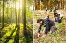 las, nasadzenia, pieniądze
