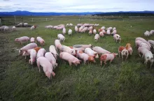 Stado świń utrzymywanych na wolnym wybiegu na dużej, zielonej przestrzeni. Zwierzęta poruszają się swobodnie i realizują naturalne zachowania, co pokazuje jeden z najwyższych standardów dobrostanu stosowanych w hodowli. Zdjęcie ilustracyjne.