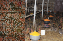 System AI monitorujący stado kur w kurniku z automatycznym wykrywaniem ptaków i obsadą