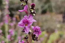 Na stanowiskach naturalnych wawrzynek wilczełyko podlega ochronie gatunkowej