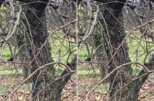 Te szkodniki już są w sadach. Ruszą jako pierwsze na wiosnę