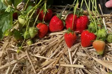 Odmiana truskawek 'Red Makalu'