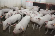 prosięta odchowalnia pasza