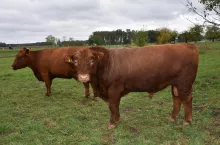 Na pierwszym planie buhaj kryjący