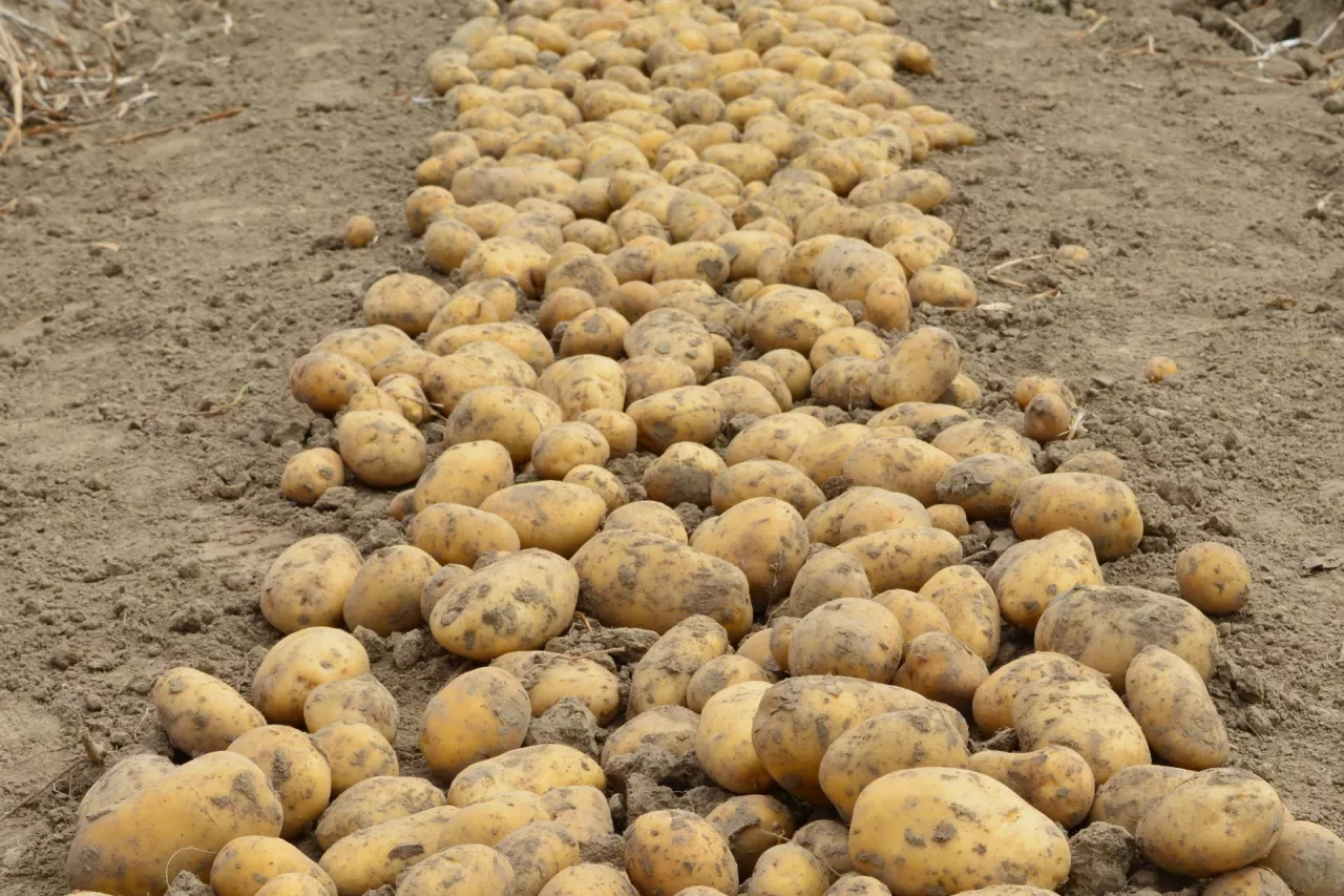 ziemniaki, ziemniaki na polu, zbieranie ziemniaków