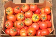 Pomidory z Latowicza wyróżnia smak i zapach