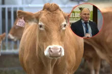 bydło mięsne, twarz rozmówcy