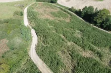 Szkody wyrządzone przez dziką zwierzynę w na polu Mikolaja Mrotka