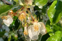 ostatnia noc z przymrozkiem