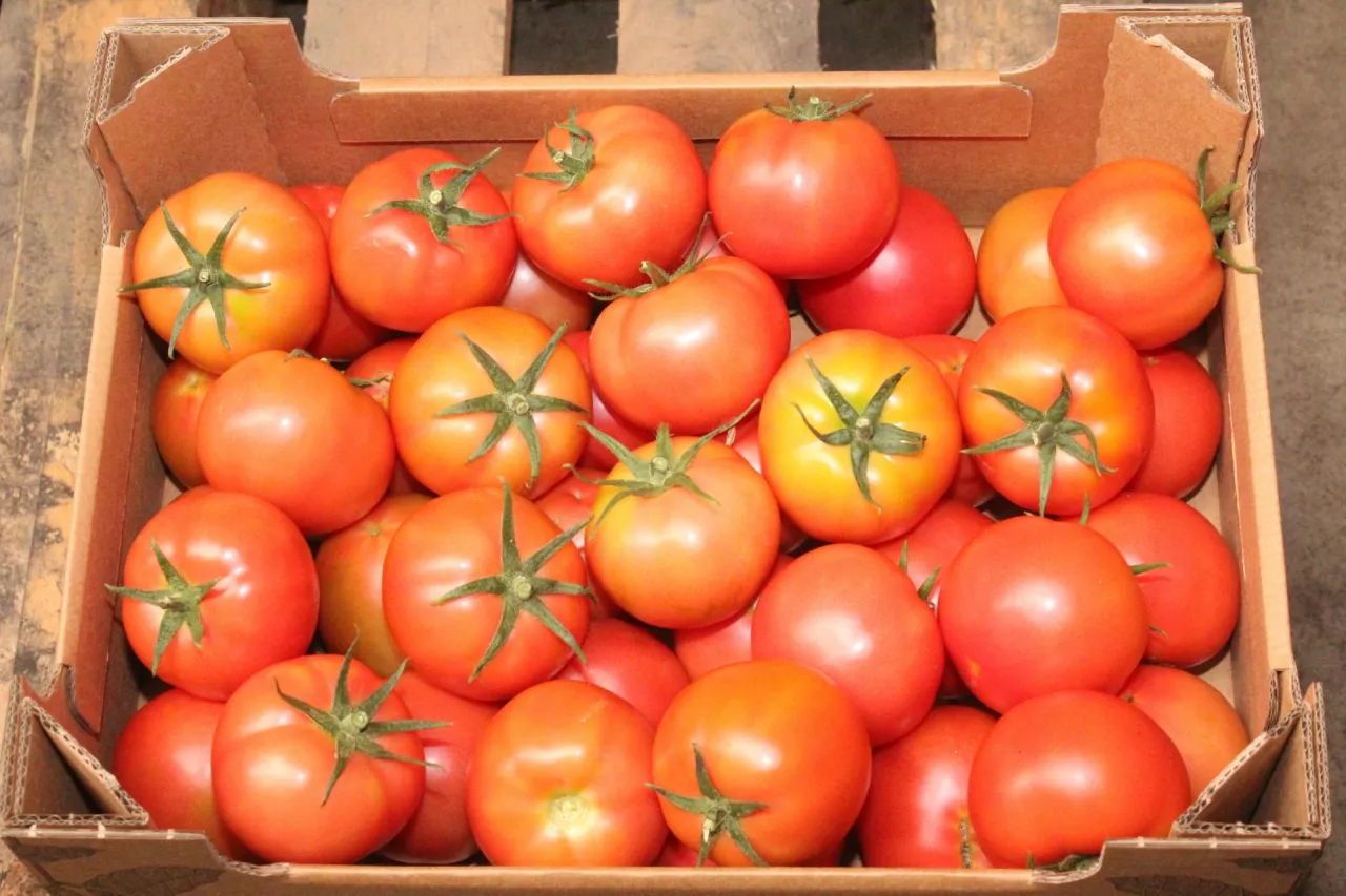 Pomidory z Latowicza wyróżnia smak i zapach