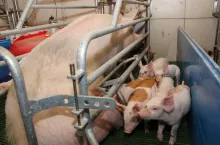 porodówka locha prosięta ssące reportaż kuczynka