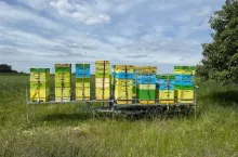 Ule z pszczołami w pasiece wędrownej