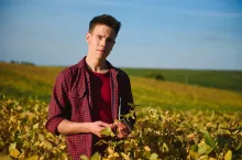 Agronomist inspecting soya bean crops growing in the farm field. Agriculture production concept. young agronomist examines soybean crop on field in summer. Farmer on soybean field