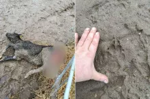 Atak wilka na zwierzęta gospodarskie