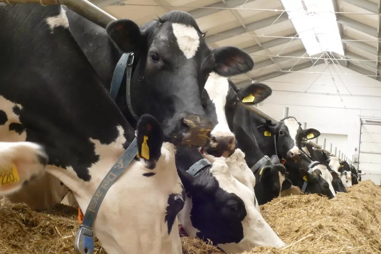 Jeśli w stadzie mamy dużo pierwiastek, to średni poziom mocznika może być niższy niż zakładany 