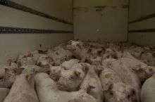 sprzedaż tuczników