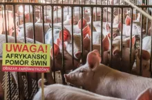 Zdaniem ekspertów, koszty związane z afrykańskim pomorem świń rosną, a wirus wciąż pozostaje poza kontrolą