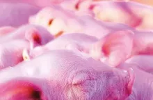 Okładka top świnie