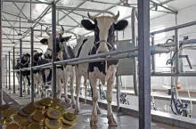 Mleko pod dużą presją. Ceny spadają, regulacje niepokoją rolników