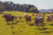 Stado bydła pasące się na pastwisku. Produkcja zwierzęca jest jednym z obszarów objętych nowymi wymogami klimatycznymi w Unii Europejskiej.