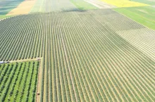 Uprawa porzeczki pod Opatowem