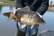 3 lata hodowli, 2 tygodnie sprzedaży. Tak działa rynek karpia w Polsce