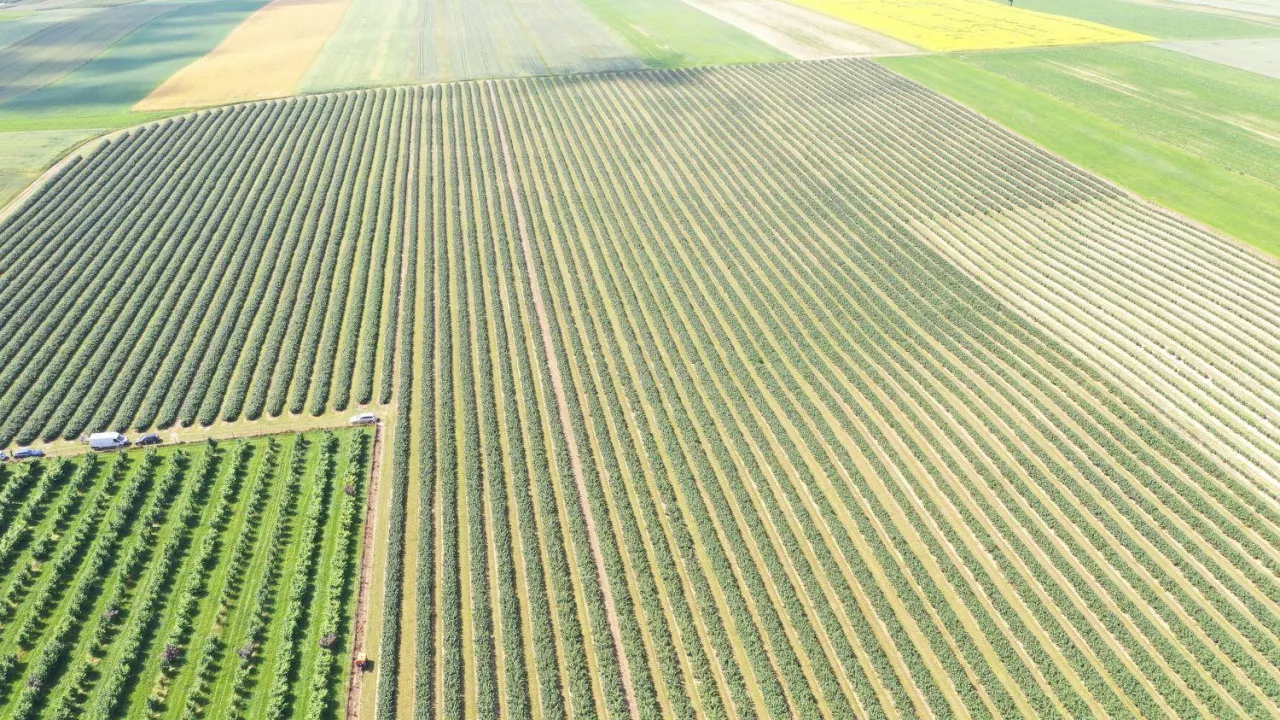 Uprawa porzeczki pod Opatowem