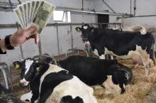 krowy w oborze, banknoty polskie po lewej u góry