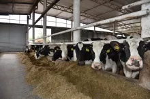 Przeciętna krowa dziennie zjada od 60 do 65 kg dawki TMR, w zależności od pory roku i wilgotności TMR-u